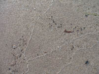 Free Wet Sand Texture
