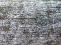 Free Wood Grain Texture