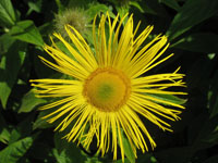 Yellow Flower in brodick Castle Gardens