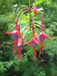 Flowers in Brodick Castle Gardens