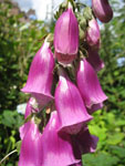 A Purple Flower in Brodick Castle Gardens