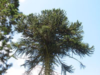 The Monkey Puzzel Tree in Brodick Castle Gardens