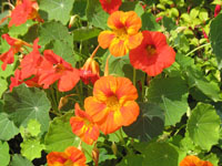 Orange Flower in Brodick Castle gardens