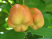 akee fruit in the heritage garden,Botanic Park cayman picture