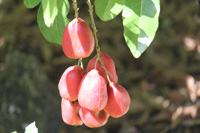 akee fruit in the heritage garden,Botanic Park cayman picture