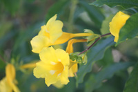 allamanda flower in the heritage garden,Botanic Park cayman picture