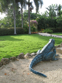 back of blue iguana statue in the visitors centre,Botanic Park cayman picture