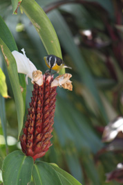 bananaquit bird on flower in the visitors centre,Botanic Park cayman picture