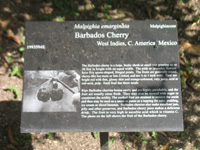 barbados cherry sign in the heritage garden,Botanic Park cayman picture