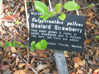 bastard strawberry sign in the trail,Botanic Park cayman picture