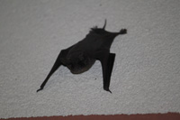 bat on wall in the visitors centre,Botanic Park cayman picture