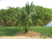 bay leaf palm in the lake and wetlands,Botanic Park cayman picture