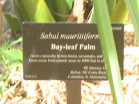 bay leaf palm sign in the lake and wetlands,Botanic Park cayman picture