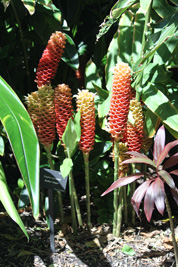 beehive ginger in the visitors centre,Botanic Park cayman picture