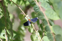 black butterfly in the heritage garden,Botanic Park cayman picture
