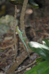blue anole on a branch in the floral color garden,Botanic Park cayman picture
