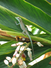 blue anole in the visitors centre,Botanic Park cayman picture