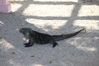 blue iguana in the trail,Botanic Park cayman picture