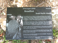 breadfruit sign in the heritage garden,Botanic Park cayman picture