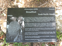 breadfruit sign in the visitors centre,Botanic Park cayman picture