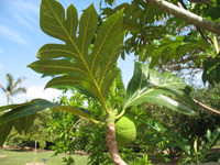 breadfruit in the visitors centre,Botanic Park cayman picture