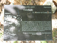 calabash fruit sign in the visitors centre,Botanic Park cayman picture