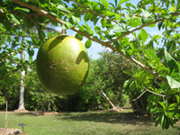 calabash fruit in the visitors centre,Botanic Park cayman picture