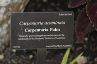 captaintaria palm sign in the floral color garden,Botanic Park cayman picture