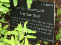 cayman sage sign in the floral color garden,Botanic Park cayman picture