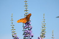 cayman zoe julia butterfly in the floral color garden,Botanic Park cayman picture