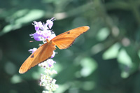 cayman zoe julia butterfly in the floral color garden,Botanic Park cayman picture