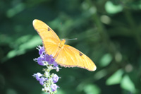 cayman zoe julia butterfly in the floral color garden,Botanic Park cayman picture