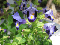 clown flowers in the floral color garden,Botanic Park cayman picture