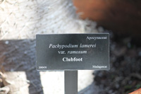 clubfoot sign in the visitors centre,Botanic Park cayman picture