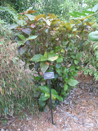 copperleaf bush in the visitors centre,Botanic Park cayman picture