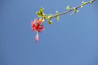 coral hibiscus against blue sky in the heritage garden,Botanic Park cayman picture