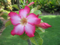 desert rose in the visitors centre,Botanic Park cayman picture
