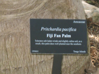 fiji fan palm sign in the visitors centre,Botanic Park cayman picture