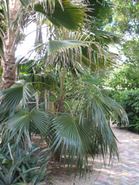 fiji fan palm in the visitors centre,Botanic Park cayman picture