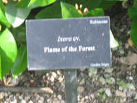 flame of the forest sign in the visitors centre,Botanic Park cayman picture
