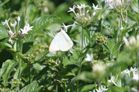 florida white butterfly in the floral color garden,Botanic Park cayman picture