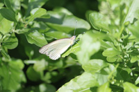 florida white butterfly in the floral color garden,Botanic Park cayman picture