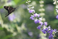 flying skipper in the floral color garden,Botanic Park cayman picture