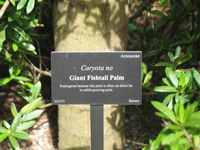 giant fishtail palm sign in the floral color garden,Botanic Park cayman picture