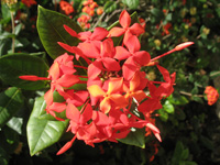 glory bower vine flower in the floral color garden,Botanic Park cayman picture