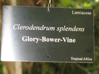 glory bower vine sign in the floral color garden,Botanic Park cayman picture