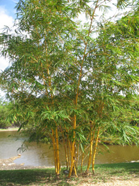 golden goddess bamboo in the lake and wetlands,Botanic Park cayman picture