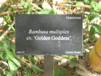 golden goddess bamboo sign in the lake and wetlands,Botanic Park cayman picture