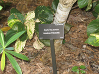jamaican pointsettia sign in the heritage garden,Botanic Park cayman picture