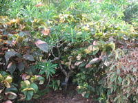 jamaican pointsettia in the visitors centre,Botanic Park cayman picture